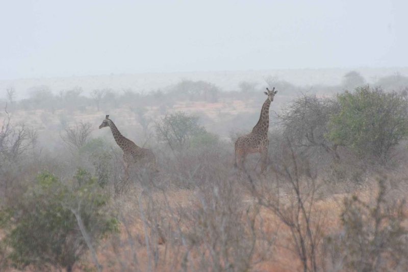 tsavo east national park kenya 412.jpg